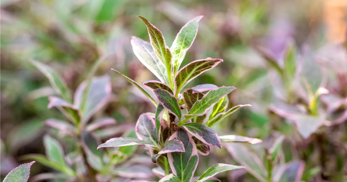 Weigela florida All Summer Monet, Weigelie 'All Summer Monet' - Bellaflora