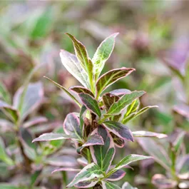 Weigela florida All Summer Monet