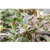 bellaflora Gartencenter GmbH