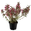 bellaflora Gartencenter GmbH