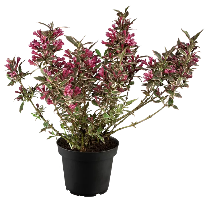 Weigelie 'All Summer Monet'®