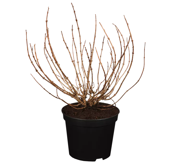 Weigelie 'Minor Black'®