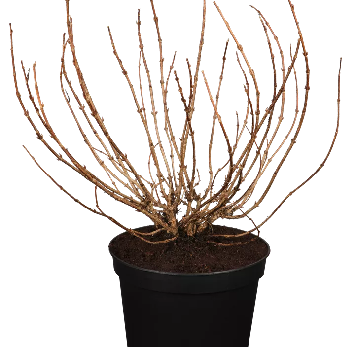 Weigelie 'Minor Black'®