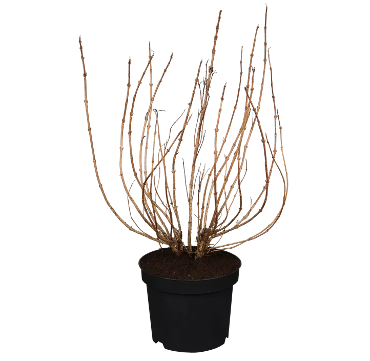 Weigelie 'Minor Black'®
