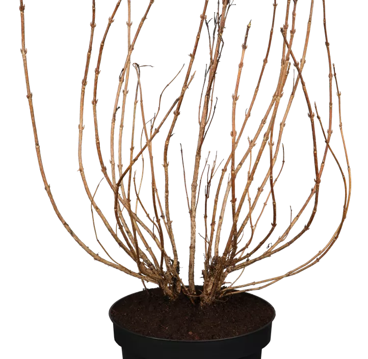 Weigelie 'Minor Black'®