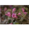 bellaflora Gartencenter GmbH