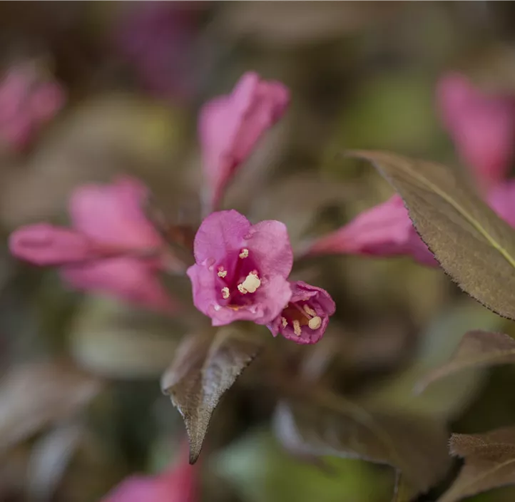 Weigelie 'Minor Black'®