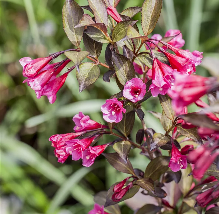 Weigelie 'Minor Black'®