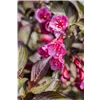 bellaflora Gartencenter GmbH