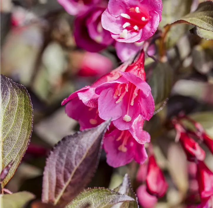 Weigelie 'Minor Black'®