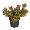bellaflora Gartencenter GmbH