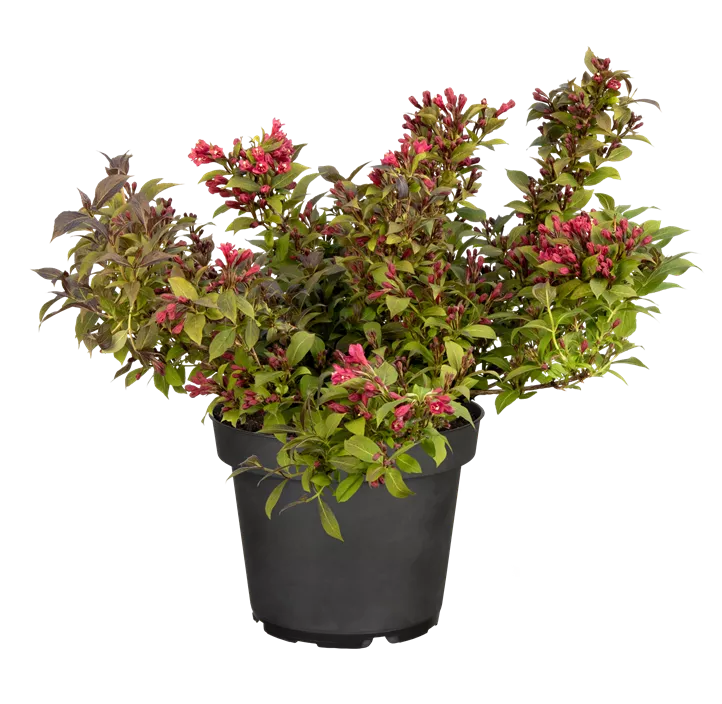 Weigelie 'Minor Black'®