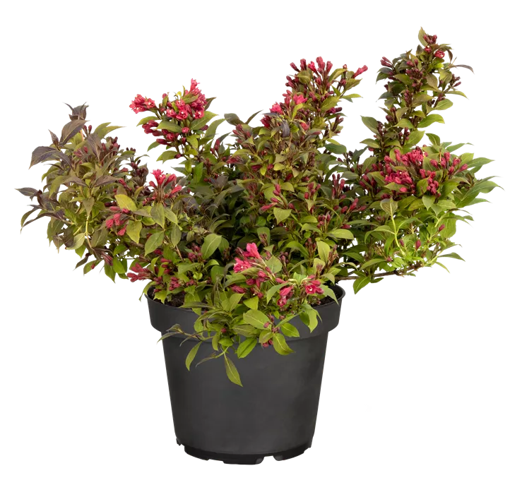 Weigelie 'Minor Black'®