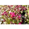 bellaflora Gartencenter GmbH