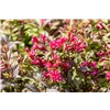 bellaflora Gartencenter GmbH