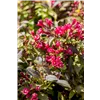 bellaflora Gartencenter GmbH
