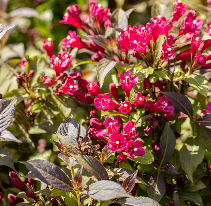 Weigelie 'Minor Black'®