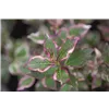 bellaflora Gartencenter GmbH