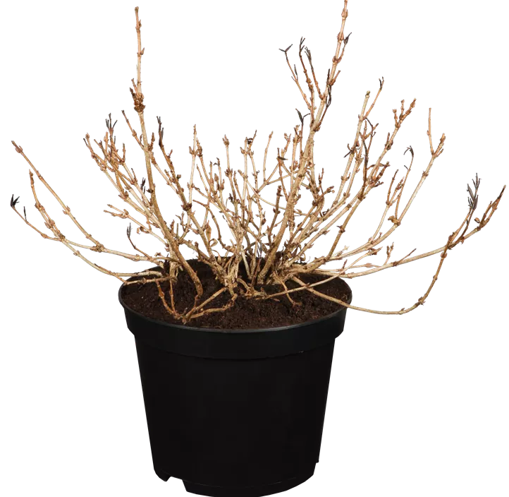 Weigelie 'Monet'® Weigelie 'Monet'®