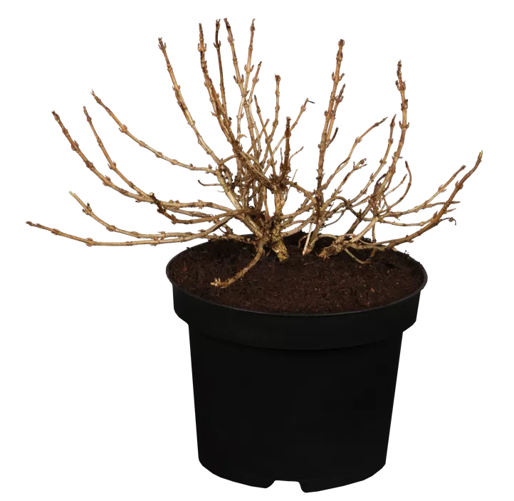 Weigelie 'Monet'®