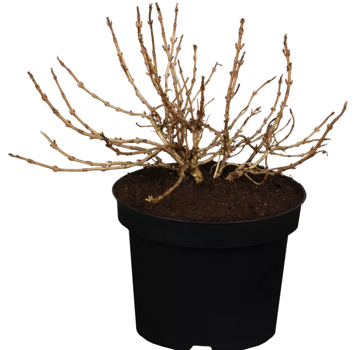 Weigelie 'Monet'® Weigelie 'Monet'®