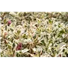 bellaflora Gartencenter GmbH
