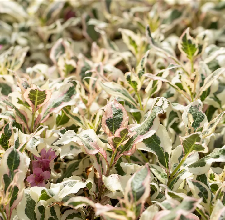 Weigelie 'Monet'®