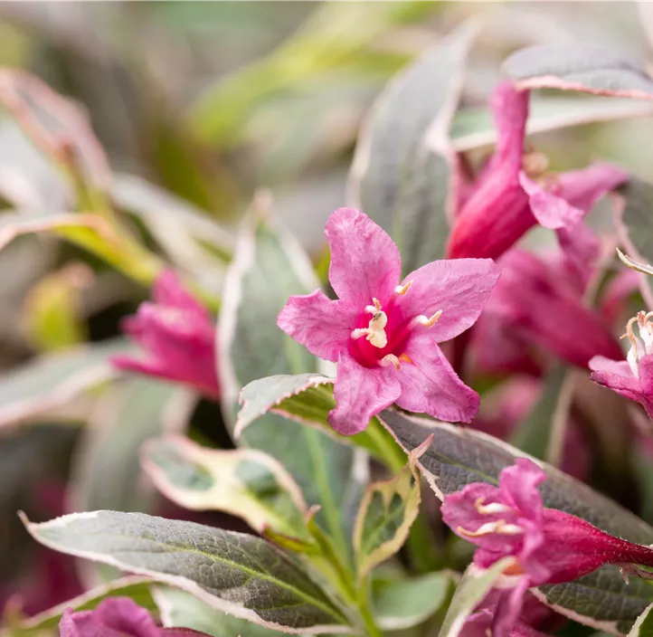 Weigelie 'Monet'®