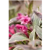 bellaflora Gartencenter GmbH
