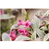bellaflora Gartencenter GmbH