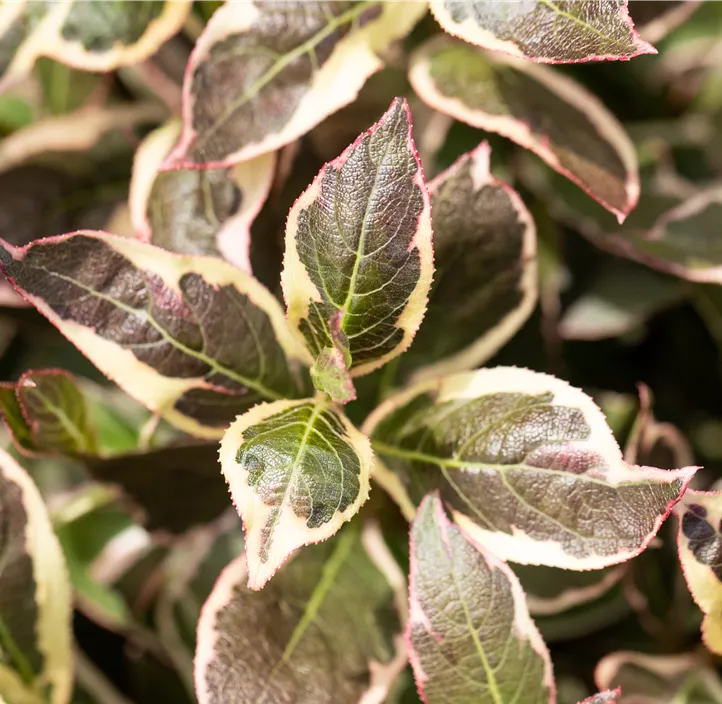 Weigelie 'Monet'®
