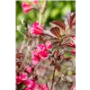 bellaflora Gartencenter GmbH
