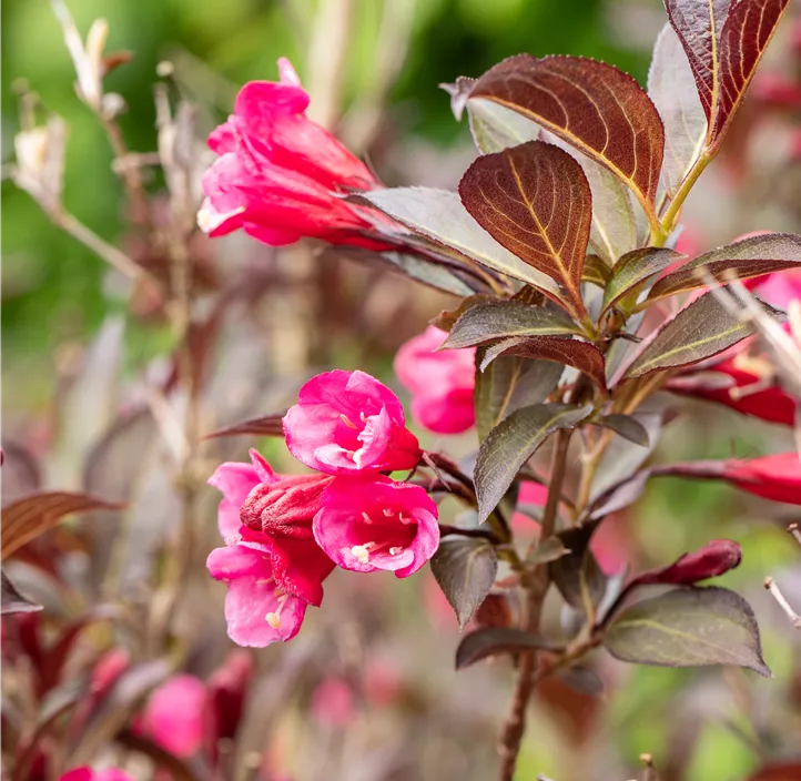 Weigelie 'Wine and Roses'®
