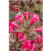 bellaflora Gartencenter GmbH