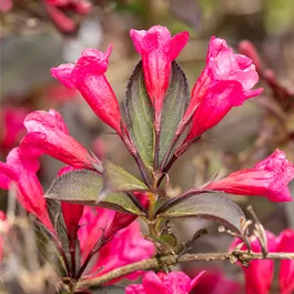 Weigela florida Wine and Roses