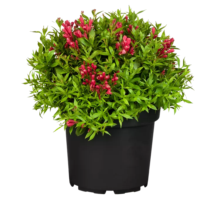 Weigelie 'Picobella Rosso'