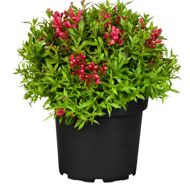 Weigelie 'Picobella Rosso'