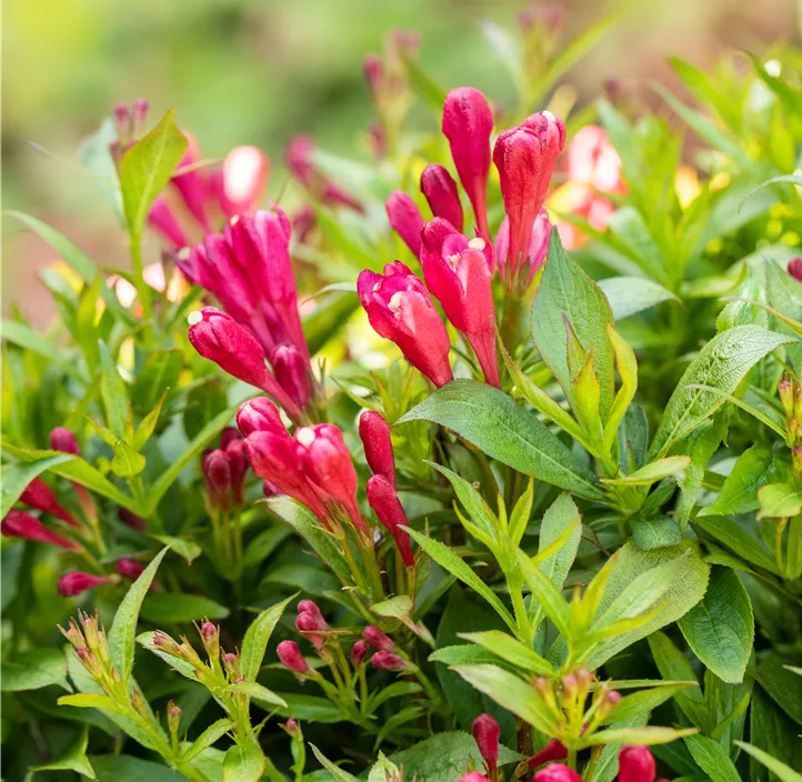 Weigelie 'Picobella Rosso'