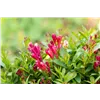 bellaflora Gartencenter GmbH