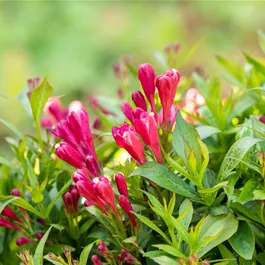 Weigela 'Picobella Rosso' ®