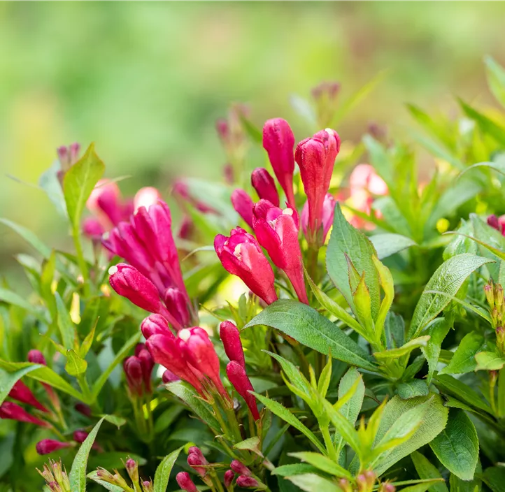 Weigelie 'Picobella Rosso'