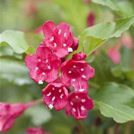 Weigela Red Prince (Lieferartikel)