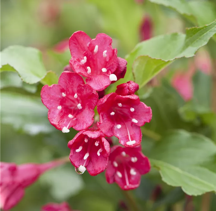 Weigelie 'Red Prince'