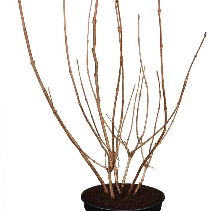 Weigelie 'Red Prince'