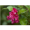 bellaflora Gartencenter GmbH