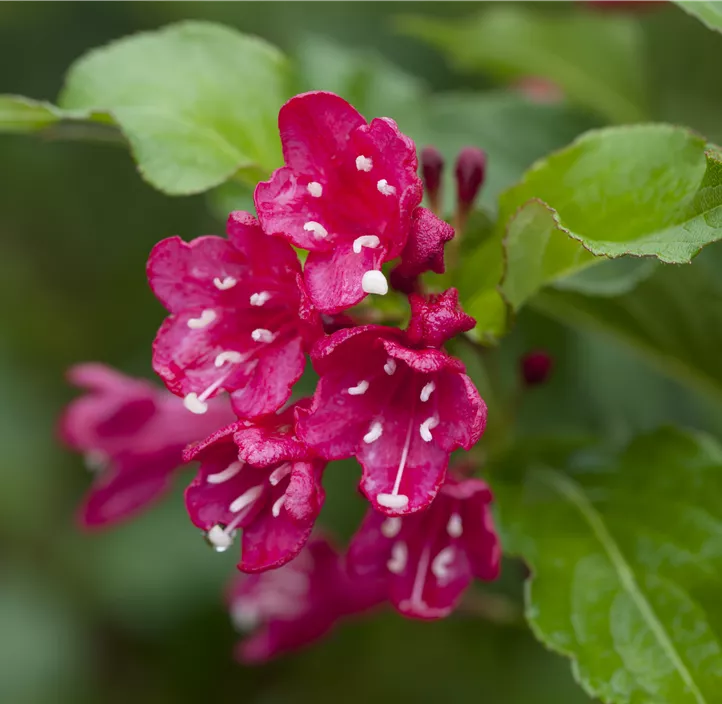 Weigelie 'Red Prince'