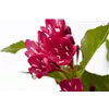 bellaflora Gartencenter GmbH