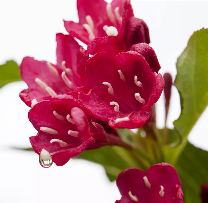 Weigelie 'Red Prince'