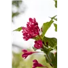 bellaflora Gartencenter GmbH