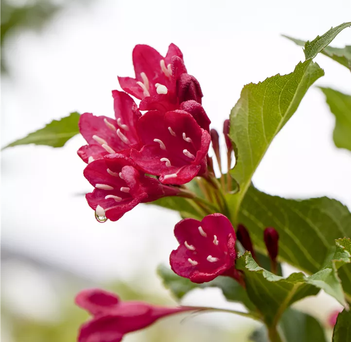 Weigelie 'Red Prince'
